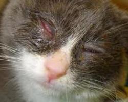 kodel katės turi girliuojančias akis
