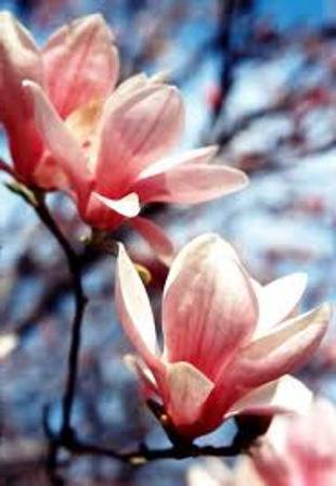 magnolijos gėlės