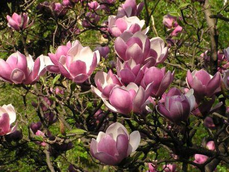 magnolija gėlė namuose