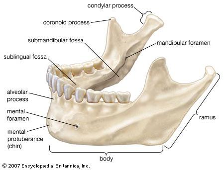 bandymai dėl kaukolės kaulų anatomijos